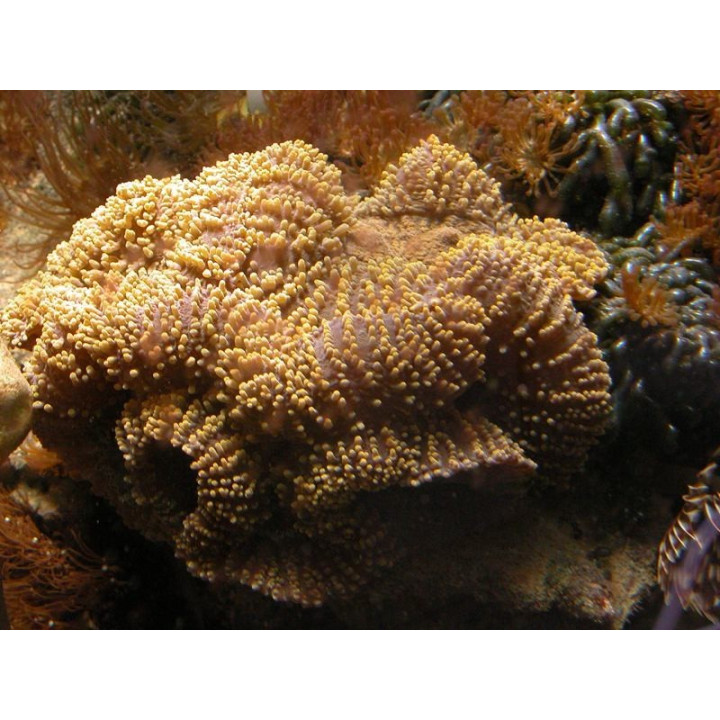 Lobophyllia sp. orange