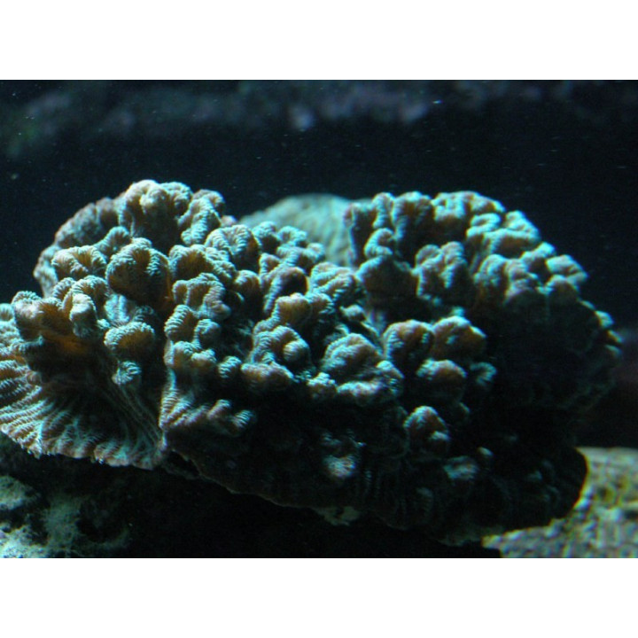 Merulina ampliata vert fluo