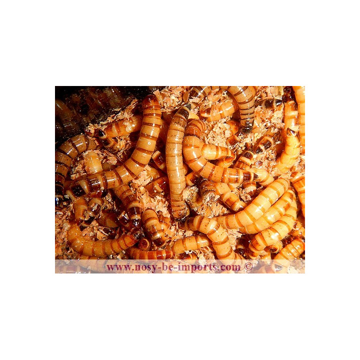 zophobas morio - vers morio - gros verre de farine