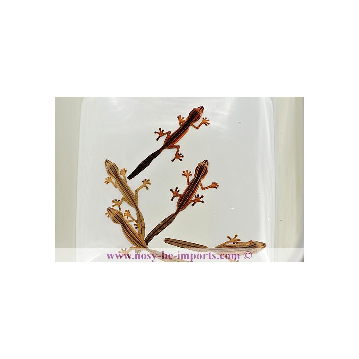 Uroplatus lineatus