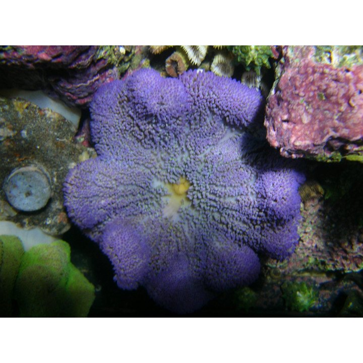 Stichodactyla gigantea violette - anémone - aquarium sur mesure