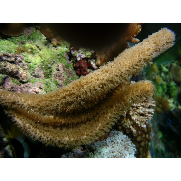 Plexaurella sp.