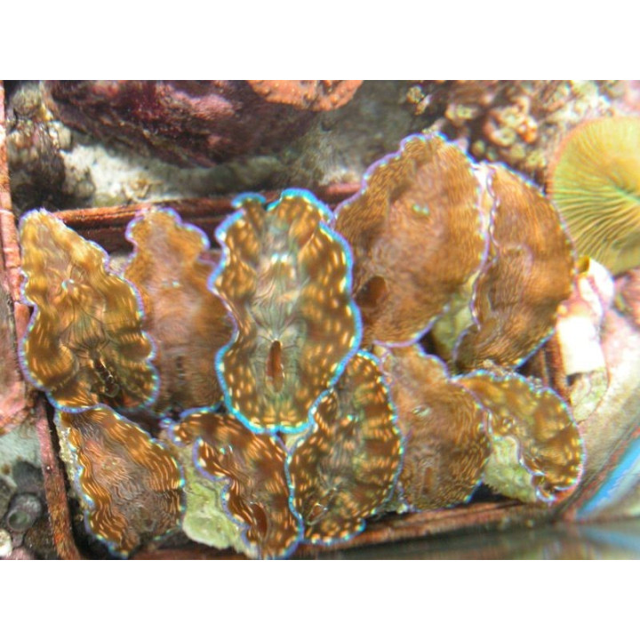 Tridacna derasa
