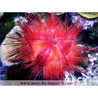 Astropyga radiata