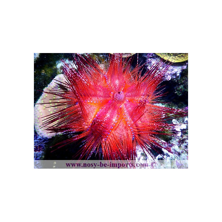 Astropyga radiata