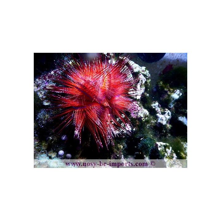 Astropyga radiata