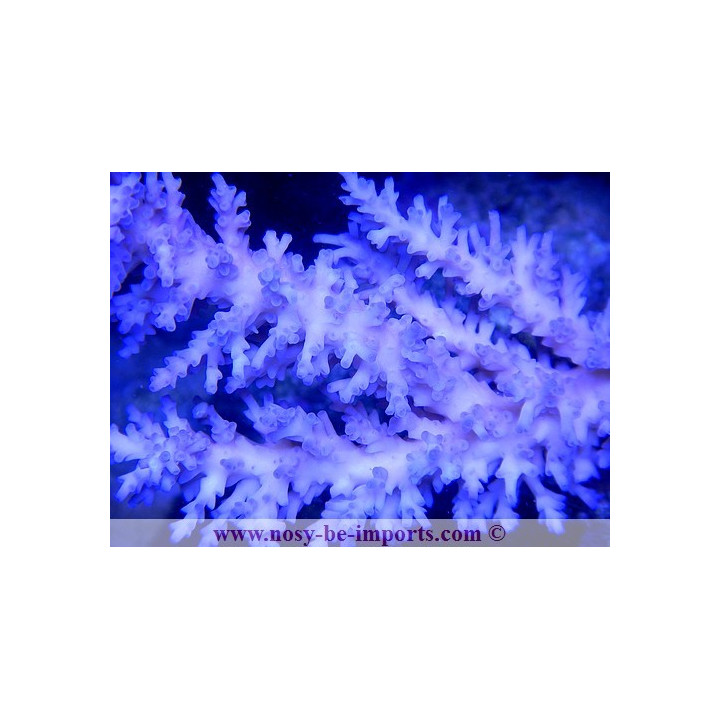 Acropora echinata ice fire