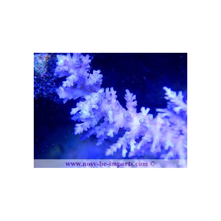 Acropora echinata ice fire
