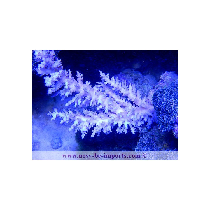 Acropora echinata ice fire