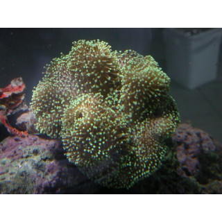 Sarcophyton sp. polypes verts fluo