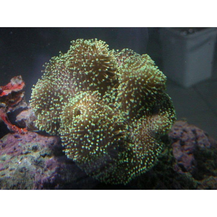 Sarcophyton sp. polypes verts fluo