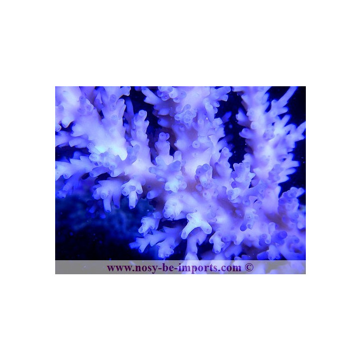 Acropora echinata ice fire