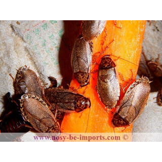 Nauphoeta cinerea