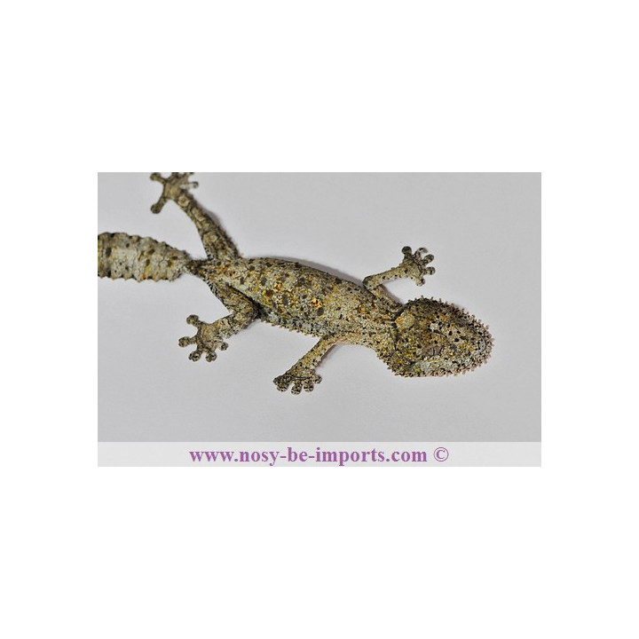 Uroplatusgaramaso - henkeli Diego