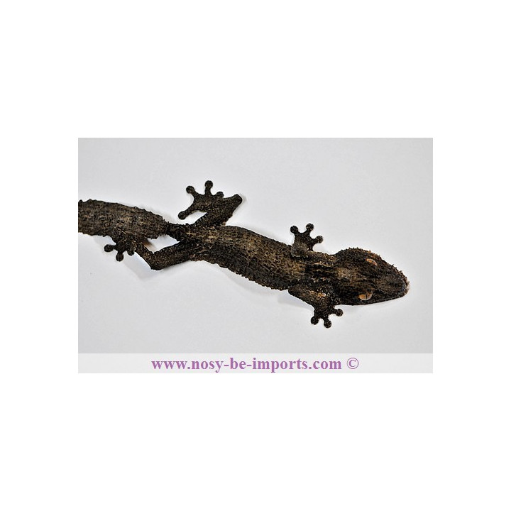 Uroplatusgaramaso - henkeli Diego