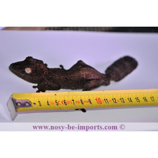 Uroplatusgaramaso - henkeli Diego