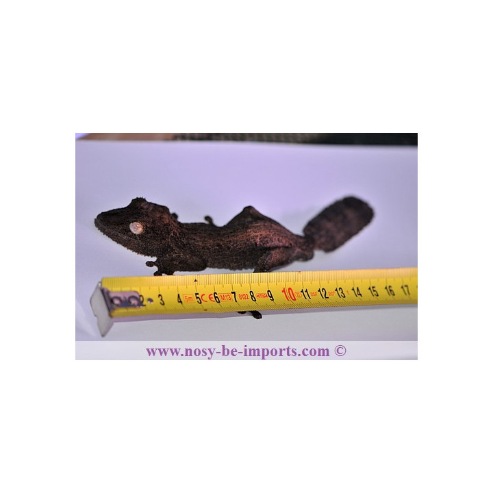 Uroplatusgaramaso - henkeli Diego