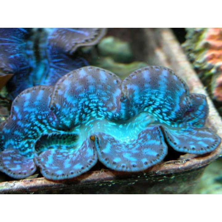 Tridacna maxima