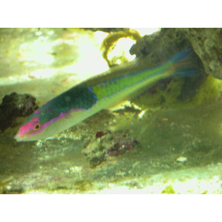 Pseudojuloides severnsi