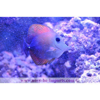 Zebrasoma scopas - chirurgien herbivore
