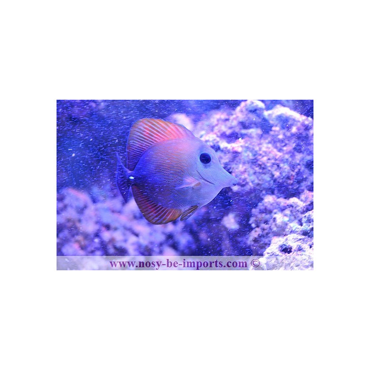 Zebrasoma scopas - chirurgien herbivore