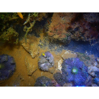 Stonogobiops nematodes