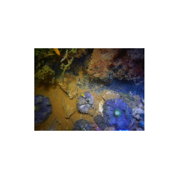 Stonogobiops nematodes