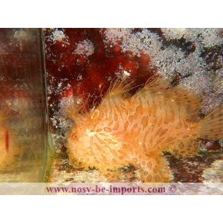 Antennarius striatus - frogfish hairy