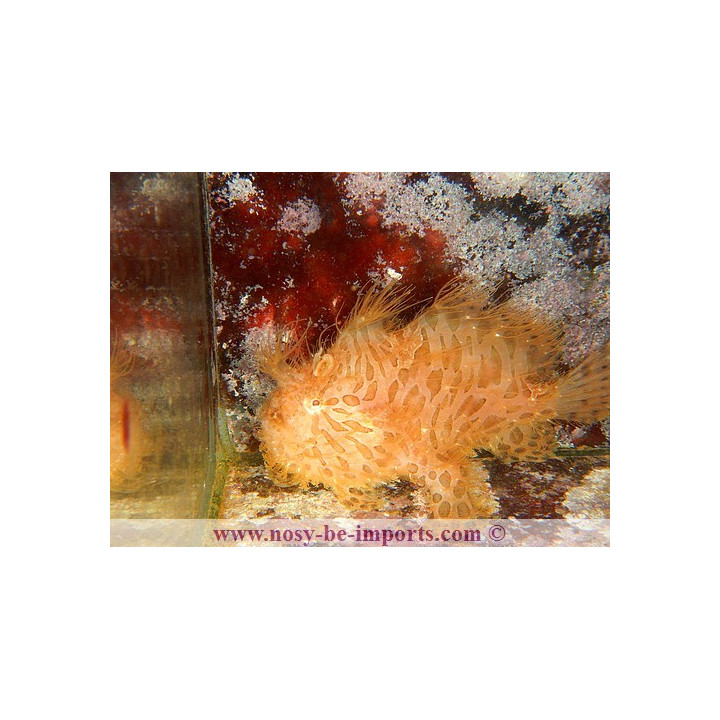 Antennarius striatus - frogfish hairy
