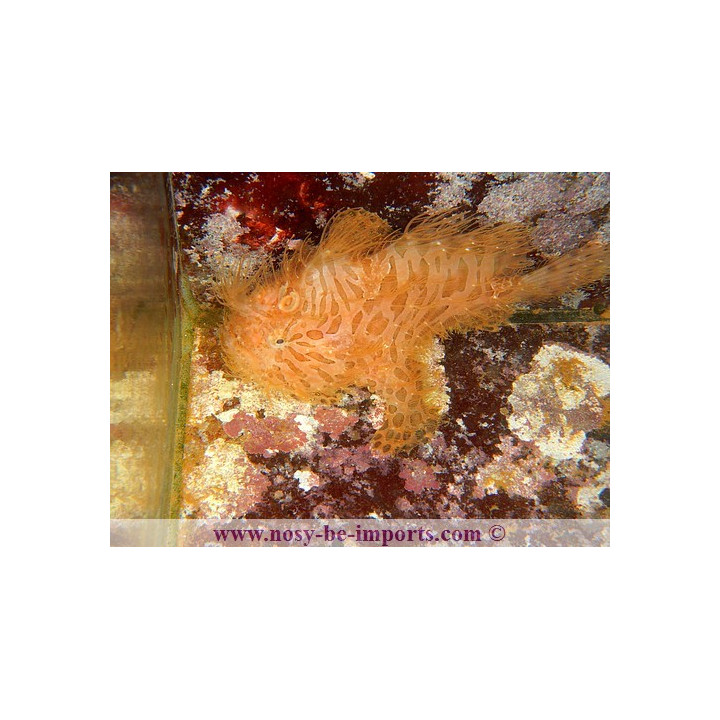 Antennarius striatus - frogfish hairy
