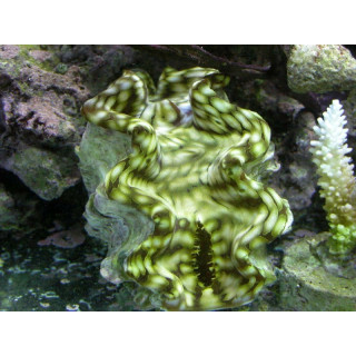 Tridacna squamosa