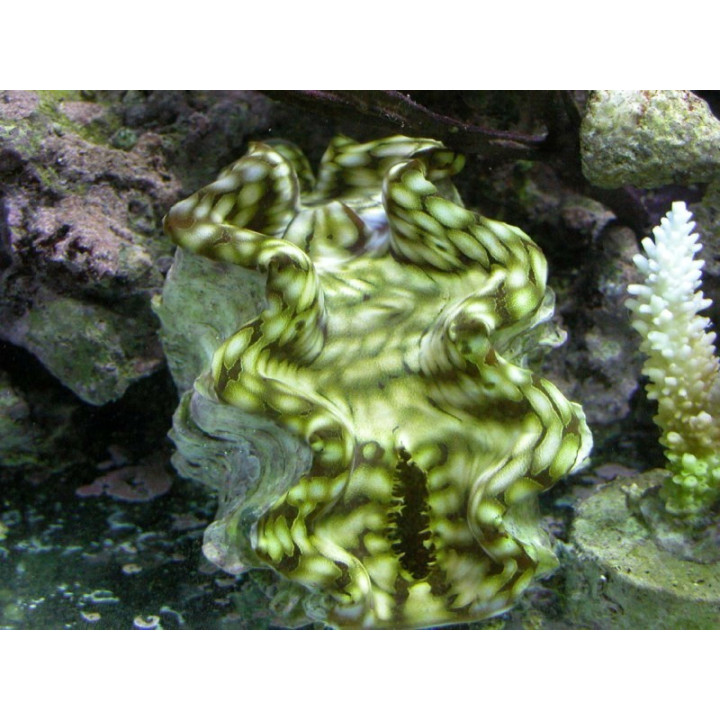Tridacna squamosa