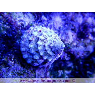 Tectus fenestratus - escargot herbivore