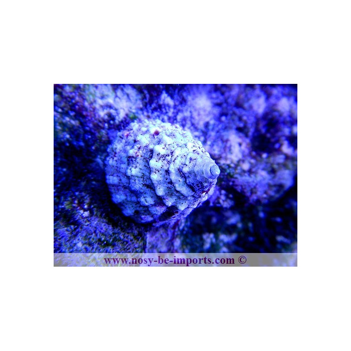 Tectus fenestratus - escargot herbivore