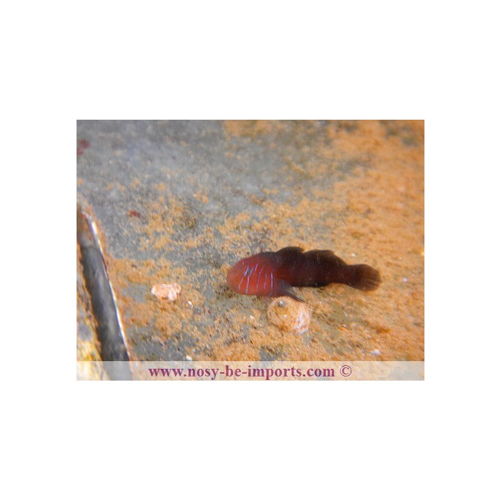 Gobiodon quinquestriatus