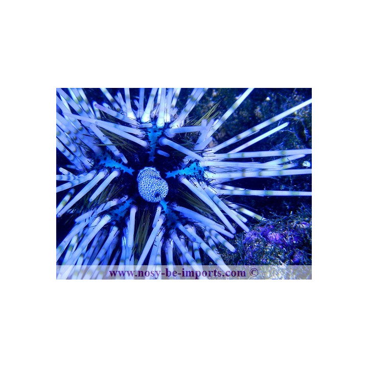Echinotrix calamaris - oursin - eau de mer VPC - aquarium sur mesure