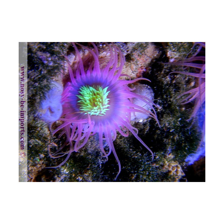 Cerianthus filiformis - Cerianthe - Aquarium sur mesure