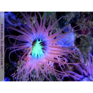 Cerianthus filiformis - Cerianthe - Aquarium sur mesure