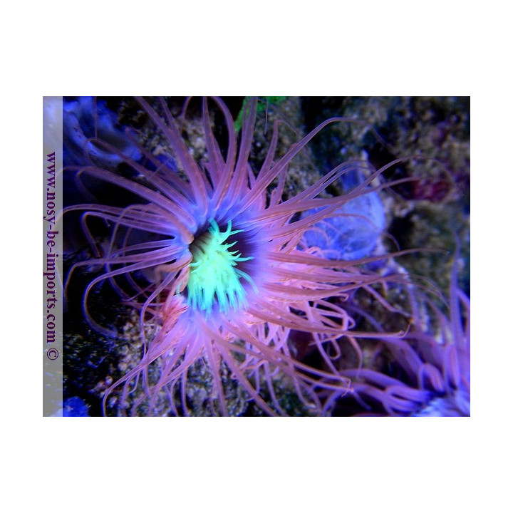 Cerianthus filiformis - Cerianthe - Aquarium sur mesure
