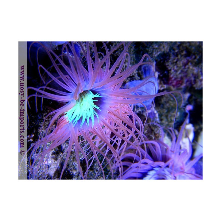 Cerianthus filiformis - Cerianthe - Aquarium sur mesure