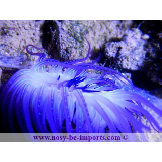 Cerianthus filiformis  - cerianthus violette