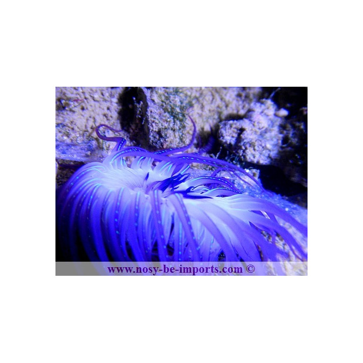 Cerianthus filiformis  - cerianthus violette
