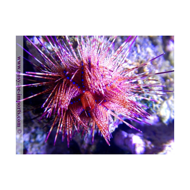 Astropyga radiata
