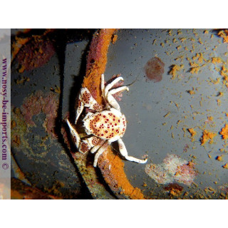 Neopetrolisthes oshimai