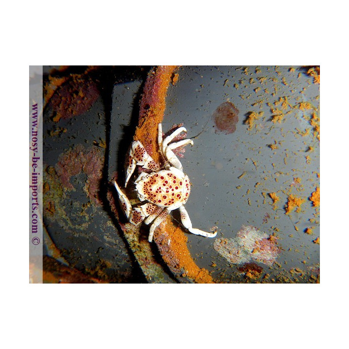 Neopetrolisthes oshimai