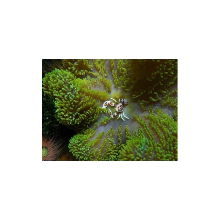 Neopetrolisthes oshimai