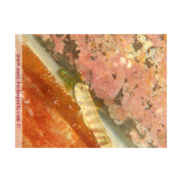 Cryptocentrus leptocephalus