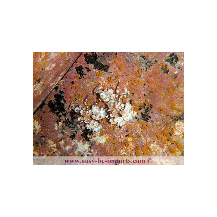 Hymenocera picta - Hymenocera elegans