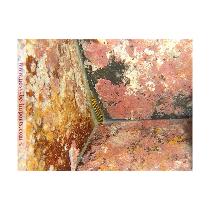 Amblygobius hectori - poisson herbivore - poisson marin - aquarium sur mesure