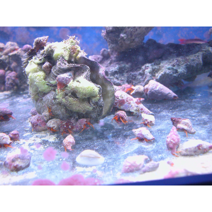 Calcinus sp. orange